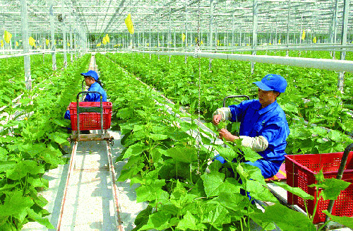 Agricultural Vietnamese Workers