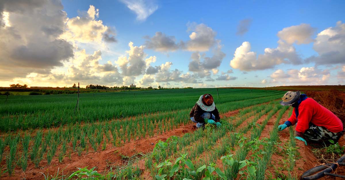 Vietnamese Workers in Australia